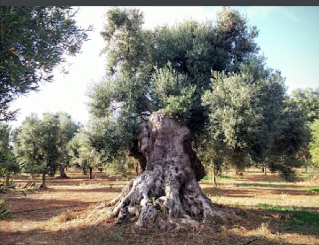 Room In Bb - Stunning Quadruple Room In Ancient Masseria Near The Sea In A Quiet Olive Trees Ostuni Exteriör bild